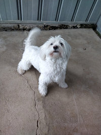 Courettes extérieures des Chiens